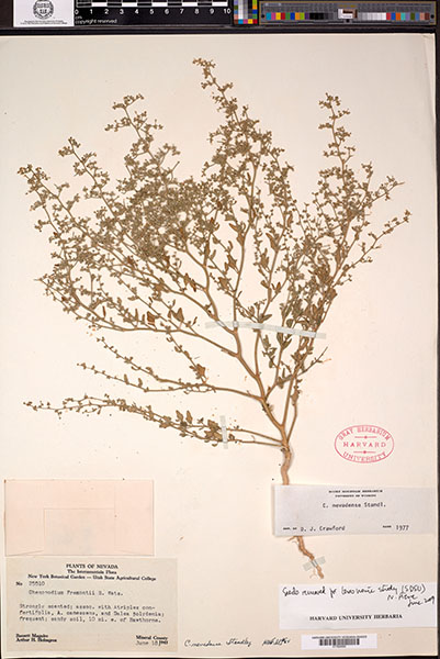 Herbarium Sheet of GH Maguire 25510